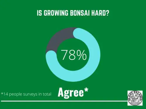 is growing bonsai hard survey