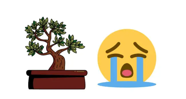 Are bonsai trees hard to grow?