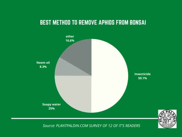 Best method to remove aphids from bonsai