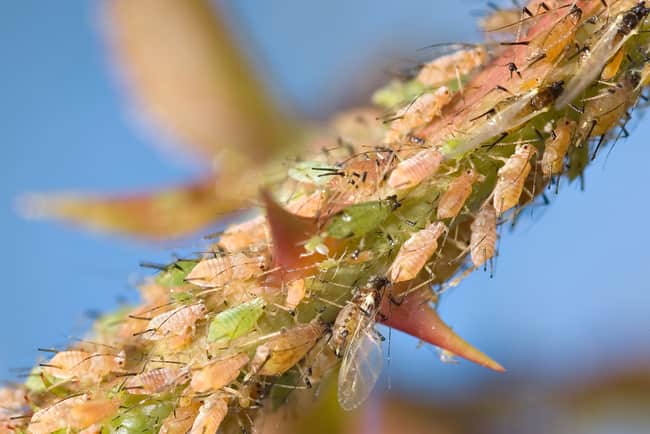 brown and green aphids