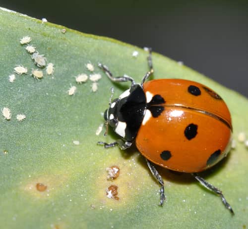 ladybug