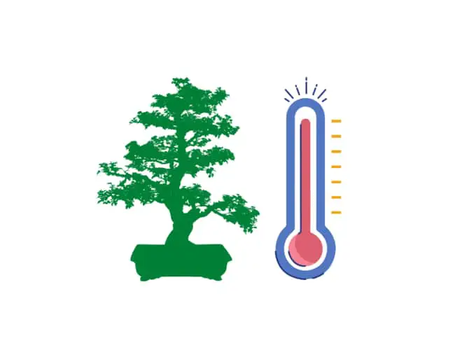 Juniper bonsai temperature range