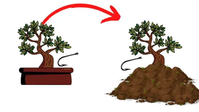 remove a bonsai from it's pot