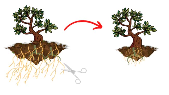 trim the feeder roots 