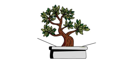 place your bonsai in a front facing angle