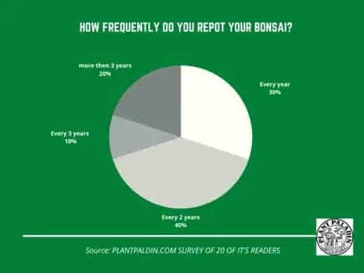 how frequently do you repot your bonsai