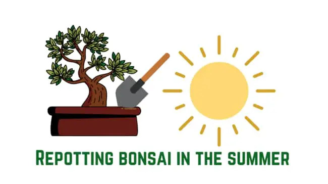 repotting bonsai in the summer