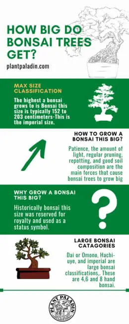 How big do bonsai trees get - infographic
