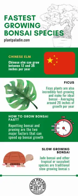 Fast growing bonsai