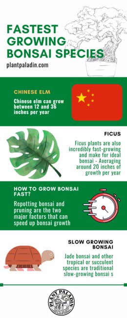 Fast growing bonsai