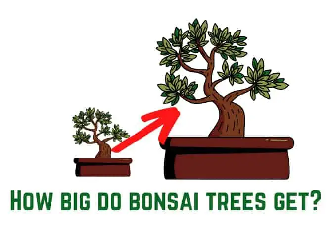 how big do bonsai trees get?