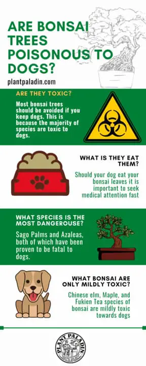 are bonsai trees poisonous to dogs - infographic