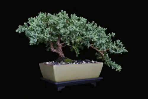 Is juniper bonsai poisonous to dogs? 