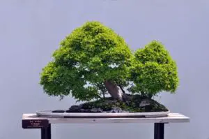 Is Chinese elm bonsai poisonous to dogs? 
