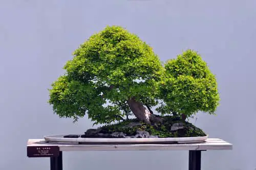 Is Chinese elm bonsai poisonous to dogs? 