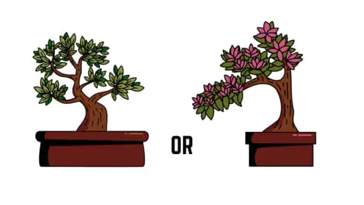 Select your bonsai
