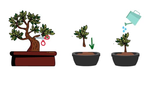 how to use bonsai cutting for bonsai trunk fusion 