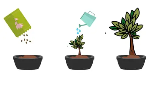 How to use seedlings for bonsai trunk fusion