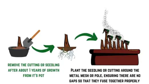 Replant your seedlings or cuttings around the mesh