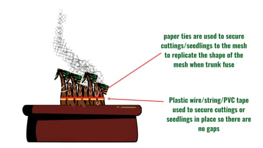 securing bonsai to meshing for bonsai trunk fusion