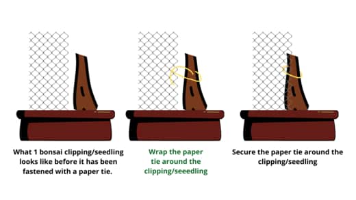 Attaching cuttings to bonsai mesh for bonsai trunk fusion