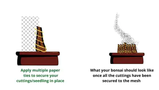 applying multiple paper ties to faster bonsai for trunk fusion