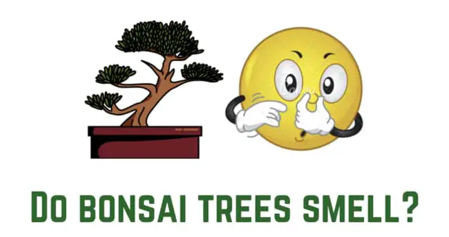 Do Bonsai Trees Smell? 