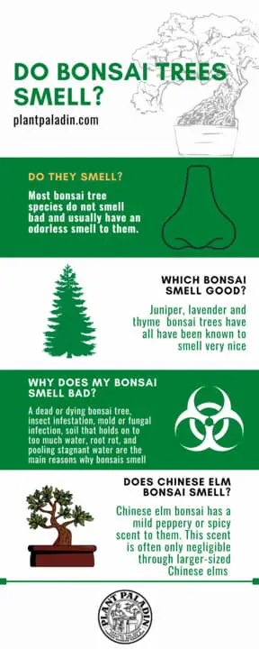 Do bonsai tree smell - infographic