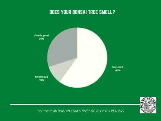 Does your bonsai smell? Survey results