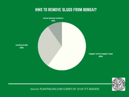 Do Bonsai Trees Attract Slugs - survey results