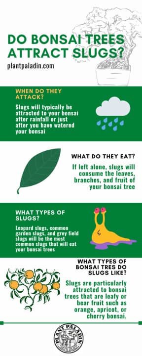 Do bonsai trees attract slugs - infographic