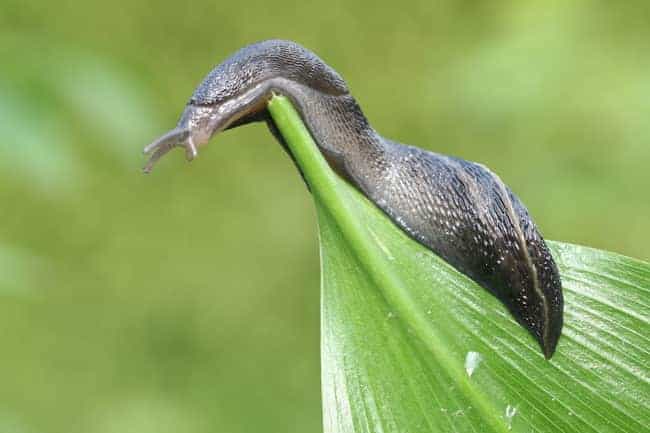 do bonsai trees attract slugs