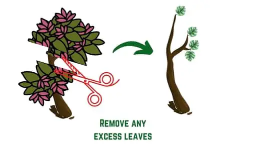 remove any excess leaves