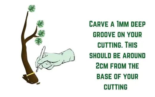 carve into the bonsai cutting