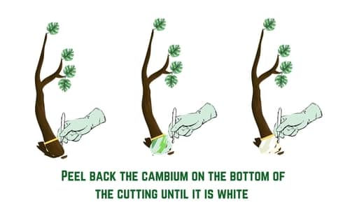 peel back the cambium