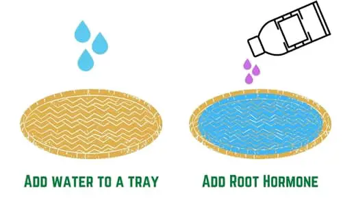apply root hormone and water to a tray