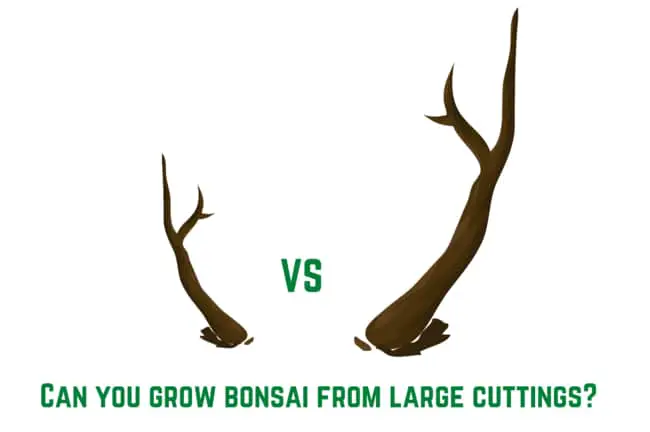 Making bonsai from large cuttings