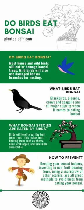 Do Birds Eat Bonsai Trees? - infographic