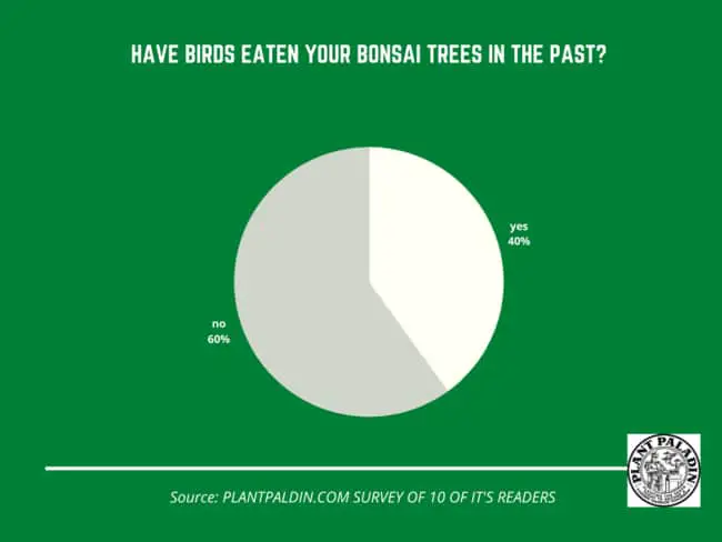 do birds eat bonsai trees - survey results