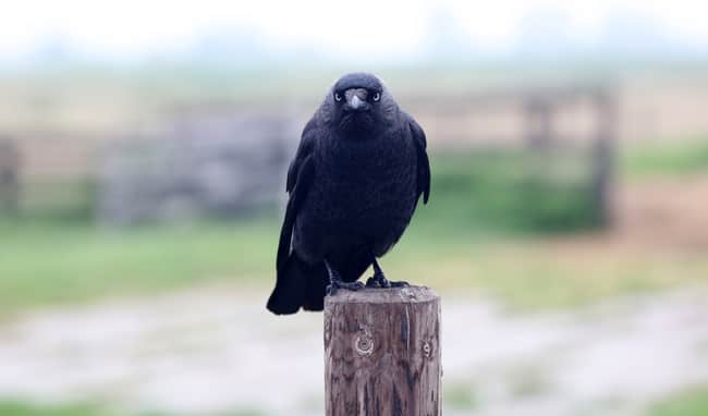 Do birds eat bonsai trees?