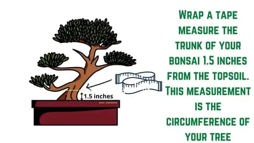 How to find the age of my bonsaI? - step 1 