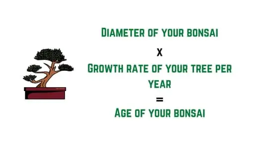 How to find the age of my bonsaI? 