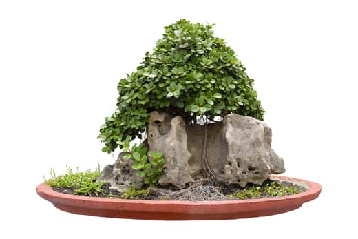 ficus bonsai 