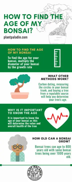 How to find the age of my bonsaI? infographic