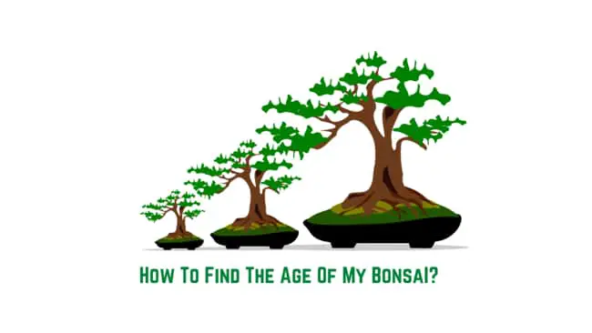 How to find the age of my bonsaI? 