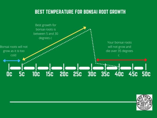 Bonsai repotting aftercare - best temperature for roots to grow