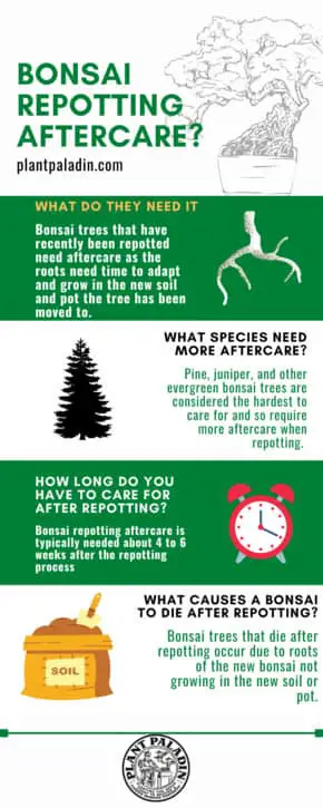 Bonsai repotting aftercare - infographic