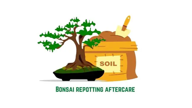 Bonsai repotting aftercare