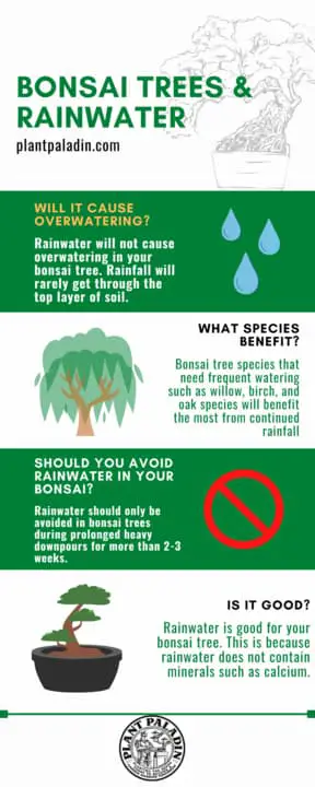 Bonsai trees and rainwater - infographic