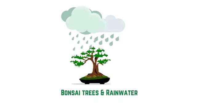 Bonsai trees and rainwater